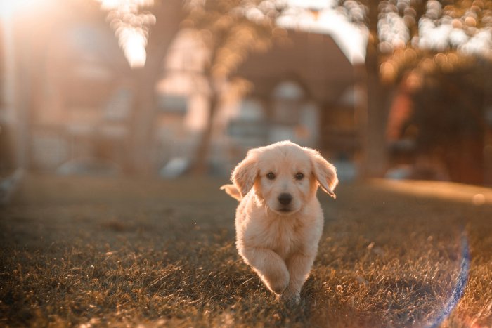 Time For Potty Training!